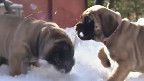 萌萌小犬雪地戏耍