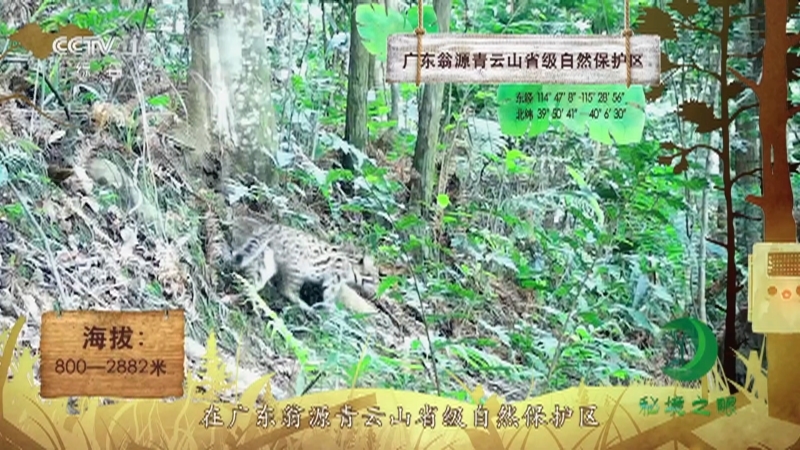 《秘境之眼》 豹猫 20211209