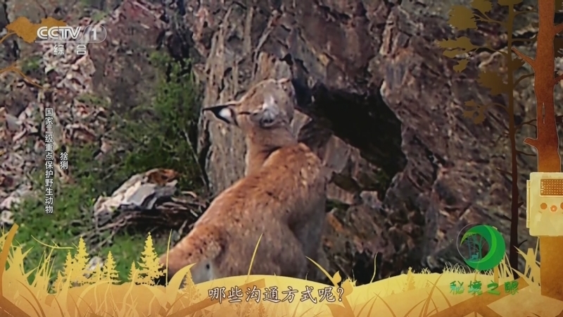 秘境之眼 《秘境之眼》 红腹锦鸡/大斑啄木鸟/狼/猞猁 20230730
