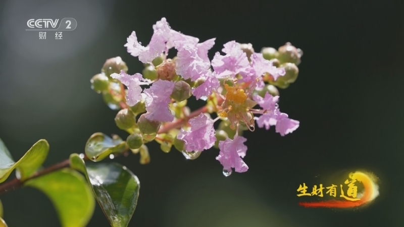 生财有道 《生财有道》 20250925 民间有高手：盆纳乾坤 指尖生财
