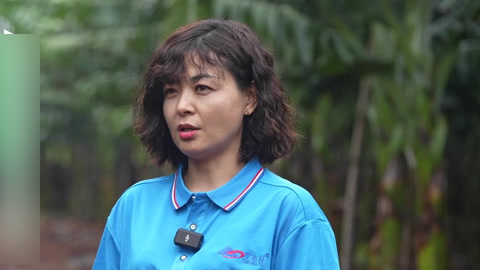 种植前线 钾肥“蕉”友记 助力香蕉完美逆袭