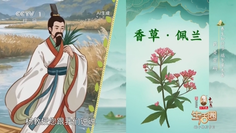 生活圈 《生活圈》 20260620 端午特别节目 养生知时节 端午草木香 药香密码