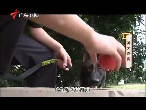 凡人大爱 《凡人大爱》 20140721 神犬奇探