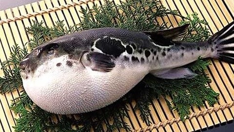觅食迹 京都小确幸 吃河豚会中毒吗？
