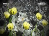 人与自然 《人与自然》 20160916 南美野生世界-亚马逊河（下）