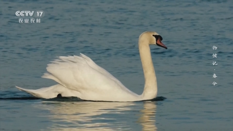 《乡土中国》 20260323 物候记·春分