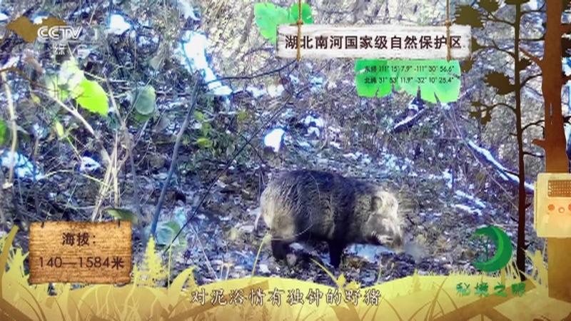 《秘境之眼》 野猪 20211208