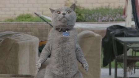 喵星人舞技大pk 铲屎官也得甘拜下风 33