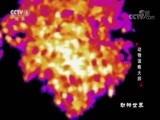 动物世界 《动物世界》 20170930 动物谋略大师