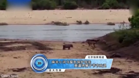 蓝天娱乐快报 2016 7月 南非小河马誓死保护母亲竟逼得狮子节节败退 160708