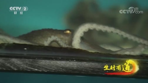 生财有道 《生财有道》 20191104 咱们家乡有特产 海滩忙秋收 赢得财富来