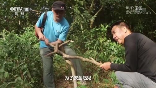 地理中国 《地理中国》 20190109 险境求生·海边秘影