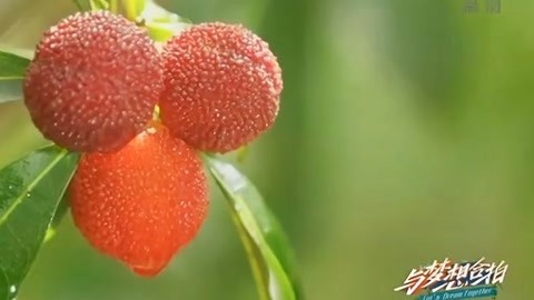 与梦想合拍 喜上梅梢