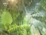 人与自然 《人与自然》 20161221 夏日里的北极熊（下）