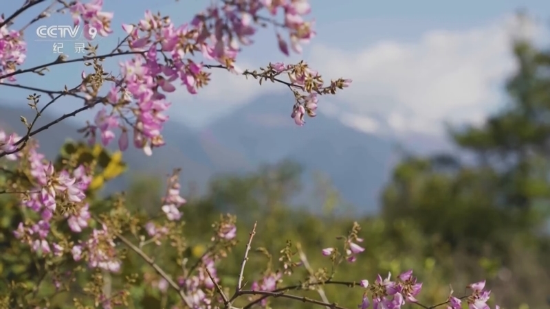 云上花开 《云上花开》 第3集 孕育