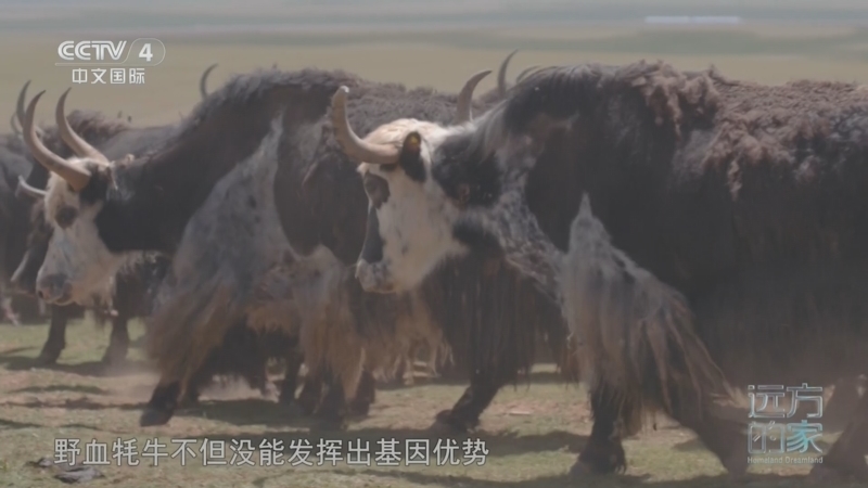 远方的家 《远方的家》 20260707 山河锦绣看中国 黄河之源 生命之歌