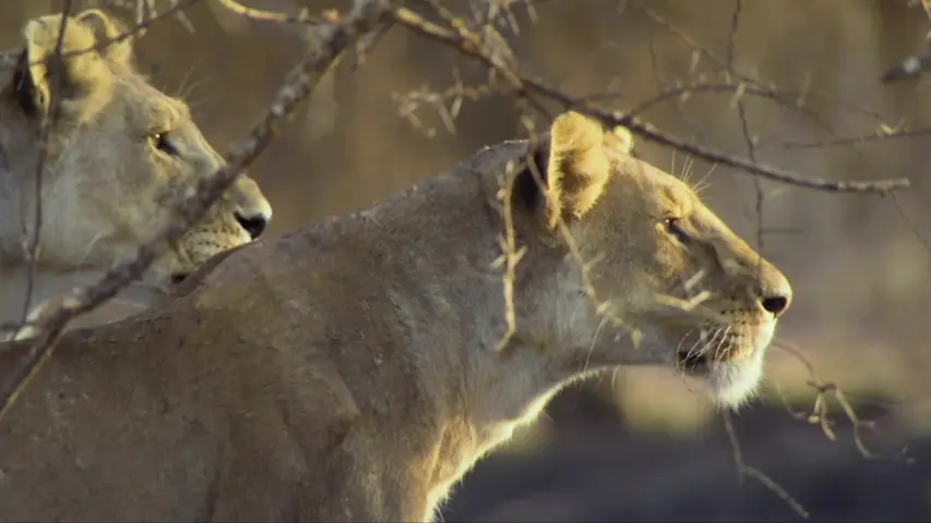 《野外生存》第1集
