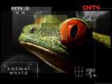 动物世界 《动物世界》 20110831