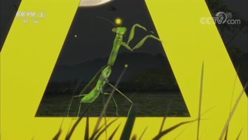 动物世界 《动物世界》 20200802 动物的四季·春天（下）