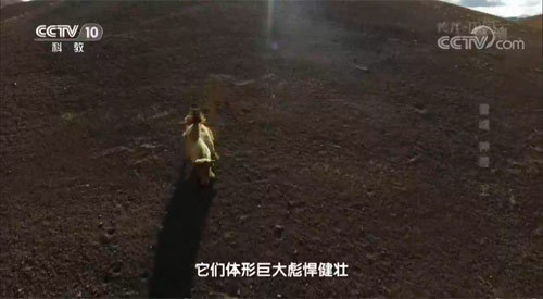 地理中国 《地理中国》 20190528 阿里秘境·雪域“神兽” 上
