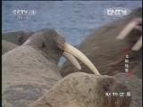 动物世界 《动物世界》 20130114 北极怪兽（下）