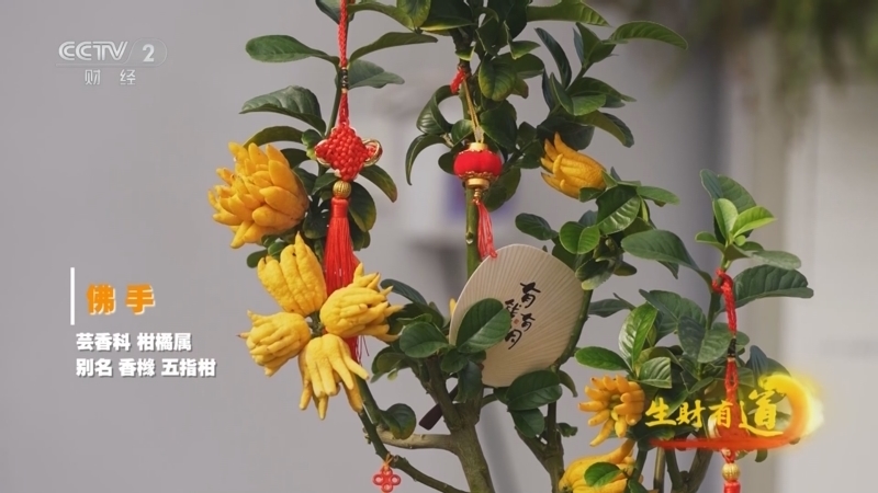 生财有道 《生财有道》 20250130 花开富贵中国年：佛手香北山 幸福又一年