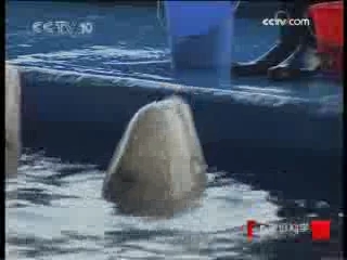 走近科学 与鲸共舞