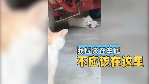 奇葩搞笑视频第五弹