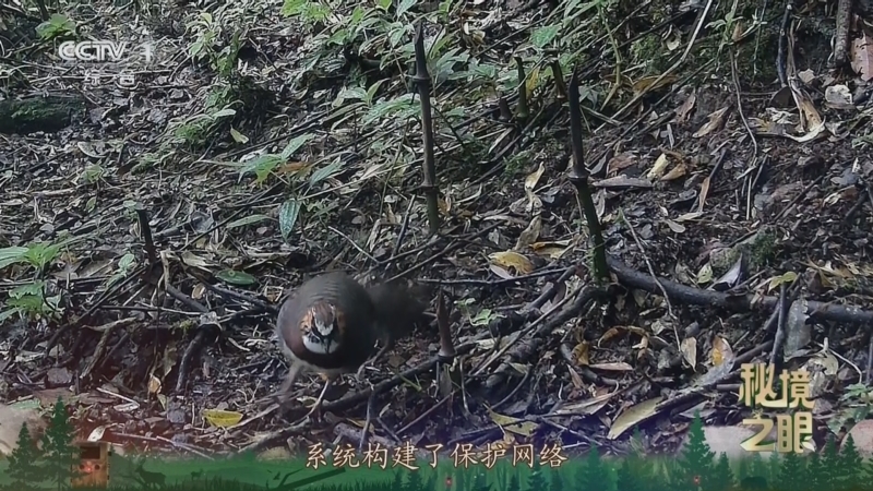 秘境之眼 《秘境之眼》 四川山鹧鸪 20250620