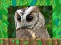 巴布豆之生活认知（1-3岁） 知识大百科猫头鹰
