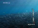 动物世界 动物世界 2010年 第142期