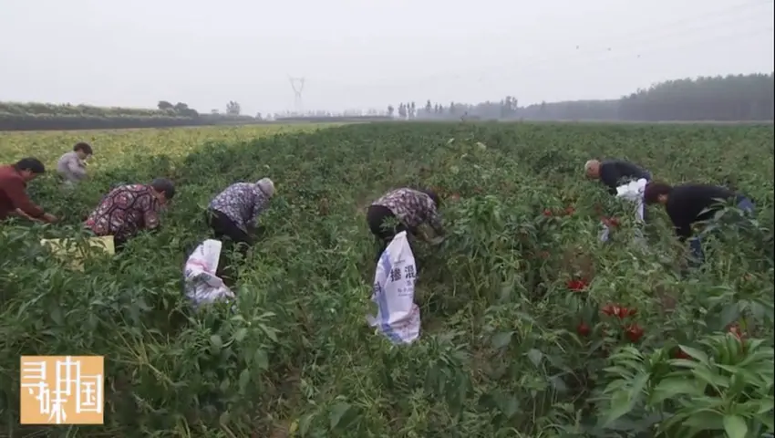 寻味中国 《寻味中国》第19集