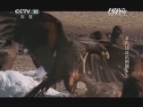 自然传奇 《自然传奇》 20140902 非凡猎手的武器（上）
