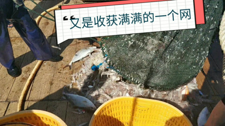 南澳岛赶海日记 开了10几小时船到目标海域，一网上几百斤海兔，还有超大剥皮鱼