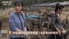 致富经 [致富经]90后姐妹花怪招养黑猪 一头多卖2000多元 20181113