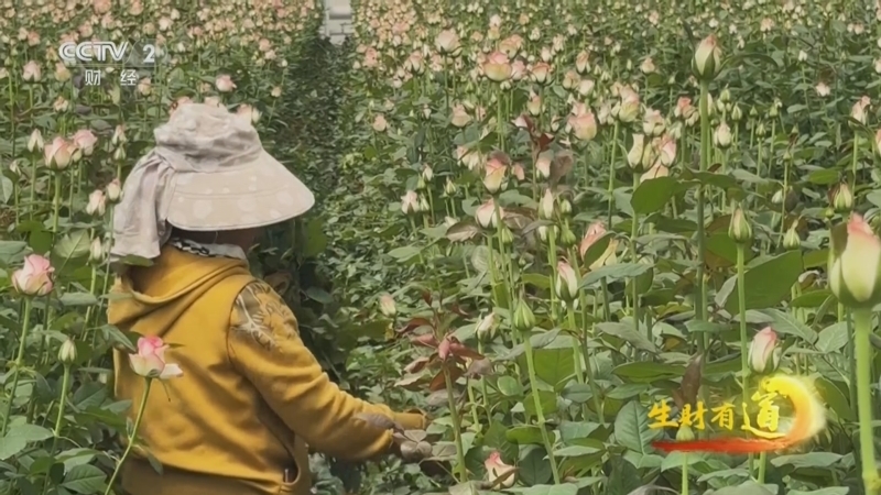 生财有道 《生财有道》 20250815 直播浇灌“花经济” 流量变现“金百合”