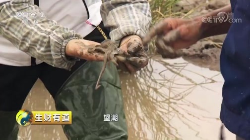 生财有道 《生财有道》 20181214 生态中国系列（沿海行）——浙江三门：金银滩里财富多