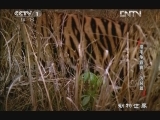 动物世界 《动物世界》 20130215 猎手争霸赛·伪装赛