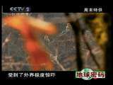 地球密码（周末精编节目） 周末精编节目 2010年 第212期 2-2
