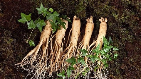 本草说 野山参“神”在哪里？