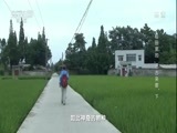 地理中国 《地理中国》 20170929 稻田里的“远古来客”（下）