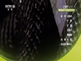 自然传奇 《自然传奇》 20170212 草原蝰蛇和眼镜蛇