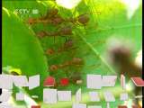 原来如此 原来如此 2011年 第85期 蚂蚁的家