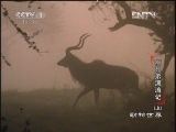 动物世界 《动物世界》 20130201 狮兄弟漂流记（上）