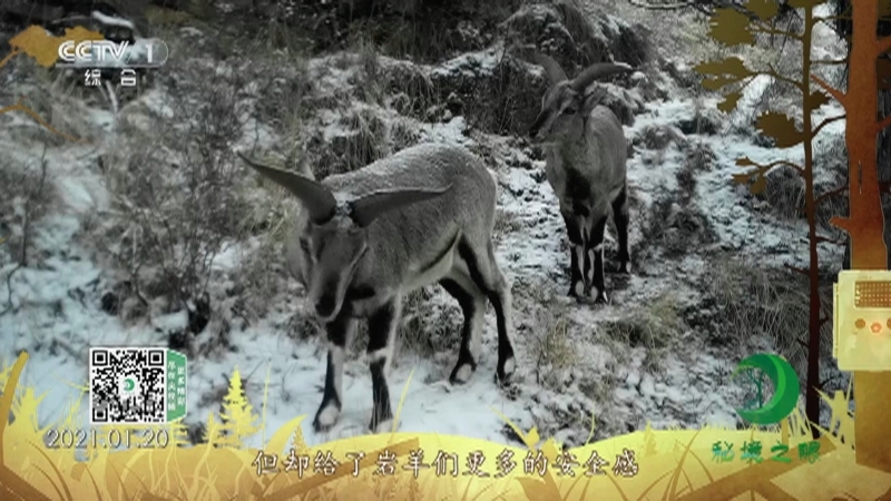 秘境之眼 《秘境之眼》 岩羊 20220925