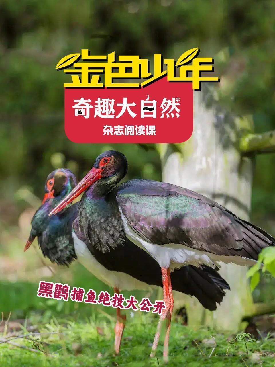 金色少年奇趣大自然：黑鹳捕鱼绝技大公开