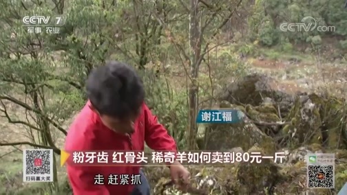 致富经 [致富经]粉牙齿 红骨头 稀奇羊如何卖到80元一斤 20190621
