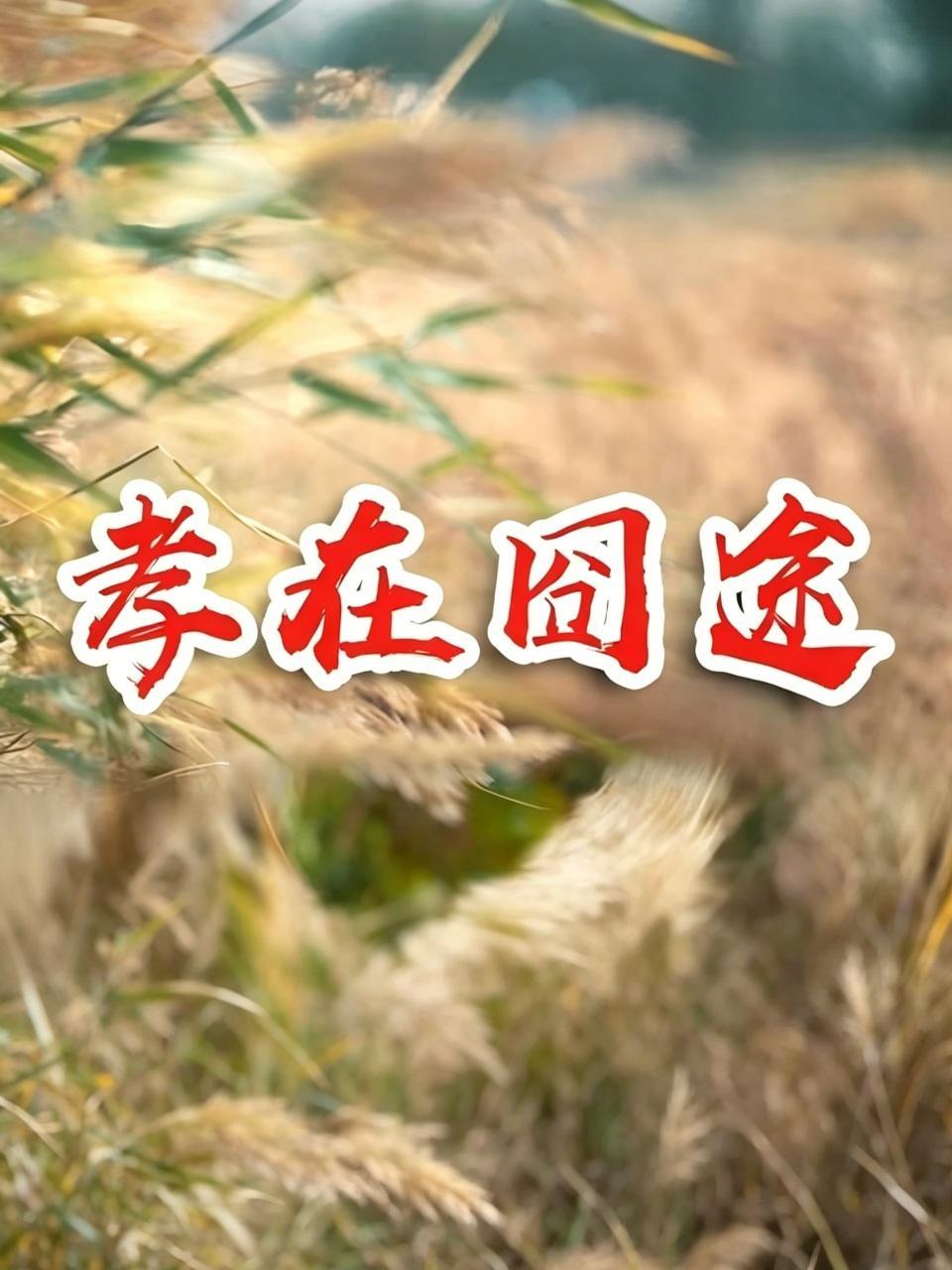 孝在囧途