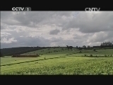 魅力纪录（CCTV-1综合频道） 《魅力纪录》 20131121 《茶-一片树叶的故事》 第四集 他乡 故乡