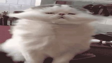 猿创精选 蠢喵竟和鳌拜鳌大人撞脸 这张脸满分可以有 72